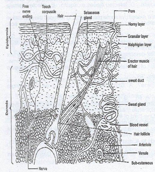 Skin diagram